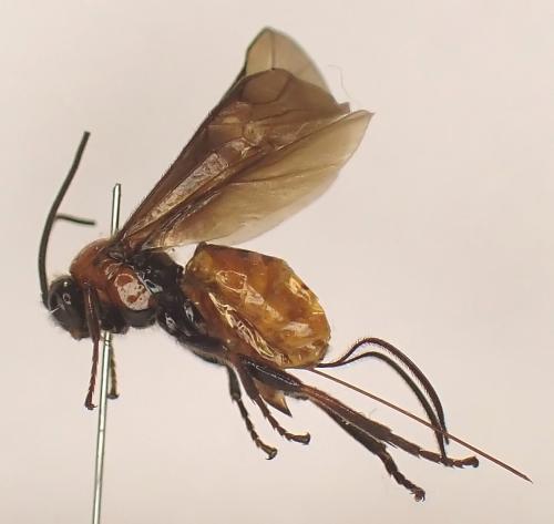 Bracon urinator